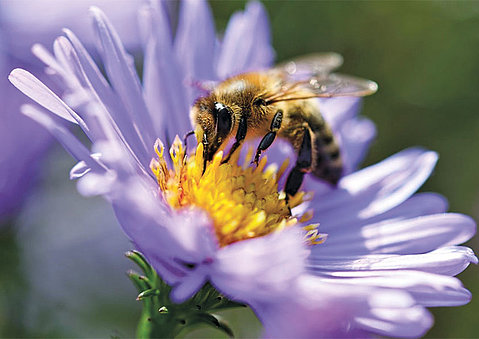 Biodiversität 